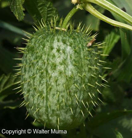 Wild Cucumber (Echinocystis lobata)