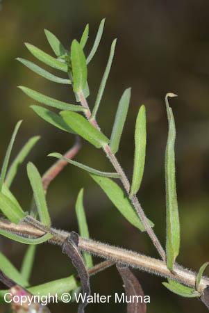 Amethyst Aster (Symphyotrichum x amethystinum)