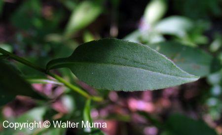 Arrow-leaved Aster (Symphyotrichum urophyllum)