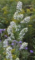 Aster, Arrow-leaved (Symphyotrichum urophyllum) flowers