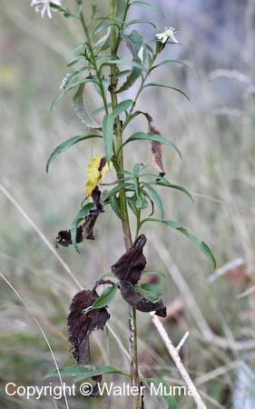 Arrow-leaved Aster (Symphyotrichum urophyllum)