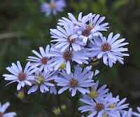 Aster, Azure (Symphyotrichum oolentangiense) flowers