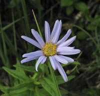 Aster, Bog (Oclemena nemoralis) flowers