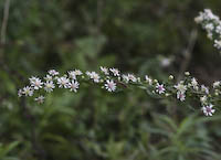 Aster, Calico (Symphyotrichum lateriflorum) flowers