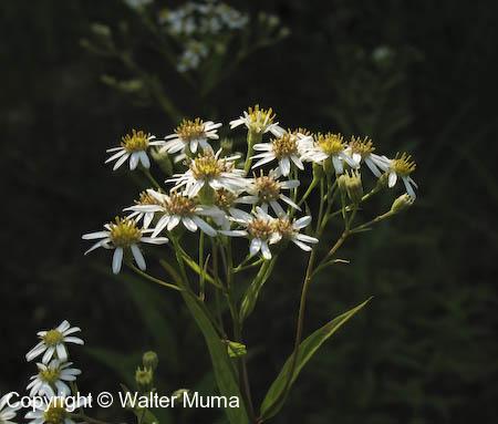 Flat-topped White Aster (Doellingeria umbellata)