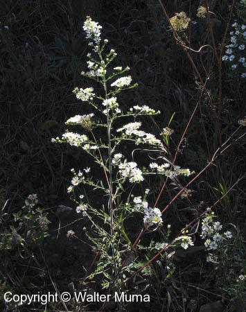 Frost Aster (Symphyotrichum pilosum)