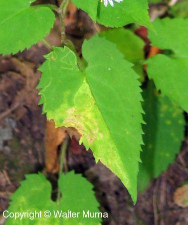 Heart-leaved Aster (Symphyotrichum cordifolium)