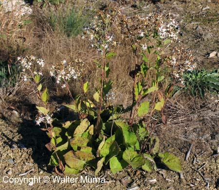 Heart-leaved Aster (Symphyotrichum cordifolium)