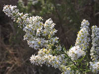 Aster, Heath (Symphyotrichum ericoides) flowers