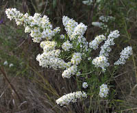 Aster, Heath (Symphyotrichum ericoides)