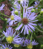 Aster, Purple-stemmed (Symphyotrichum puniceum) flowers