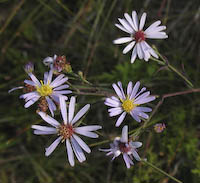 Aster, Smooth (Symphyotrichum laeve) flowers