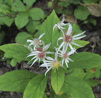 Aster, Whorled (Oclemena acuminata) flowers