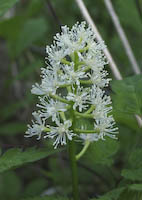 Baneberry, White (Actaea pachypoda) flowers