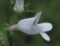 Beardtongue, Foxglove (Penstemon digitalis) flowers