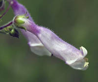 Beardtongue, Hairy (Penstemon hirsutus) flowers