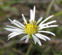 Aster, Rush (Symphyotrichum boreale) flowers