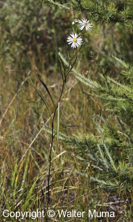 Rush Aster (Symphyotrichum boreale)