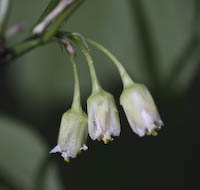 Bladdernut (Staphylea trifolia) flowers