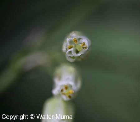 Bladdernut (Staphylea trifolia)