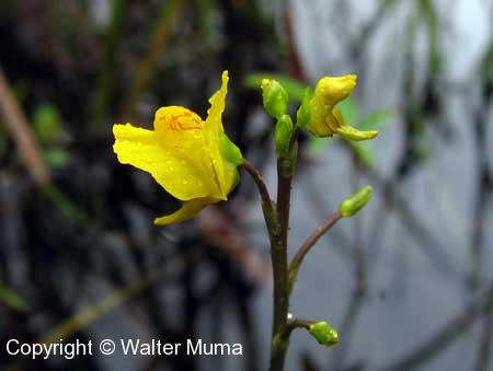 Common Bladderwort (Utricularia vulgaris) flowers