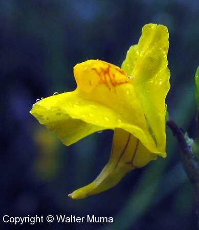 Common Bladderwort (Utricularia vulgaris)