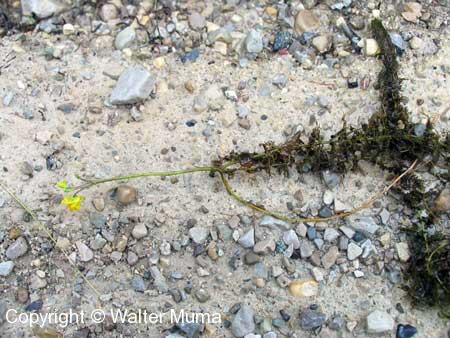 Common Bladderwort (Utricularia vulgaris) plant
