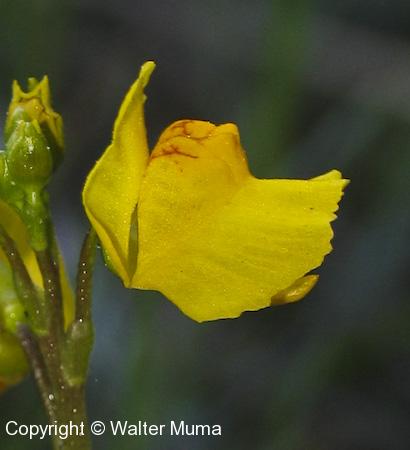Common Bladderwort (Utricularia vulgaris) flower