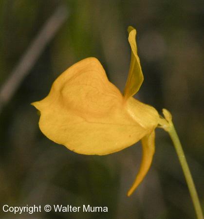 Horned Bladderwort (Utricularia cornuta) flower