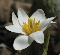 Bloodroot (Sanguinaria canadensis) flowers