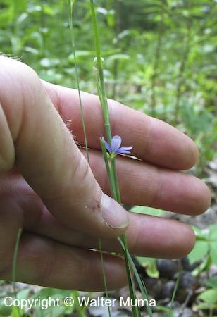 Common Blue-eyed Grass (Sisyrinchium montanum) plant