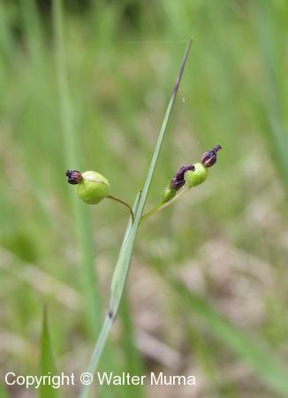 Common Blue-eyed Grass (Sisyrinchium montanum) seed pods