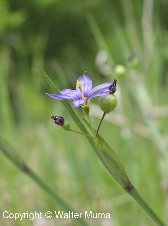 Common Blue-eyed Grass (Sisyrinchium montanum) flower and seed pods