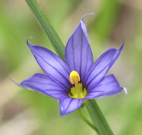 Blue-eyed Grass, Common (Sisyrinchium montanum) flowers
