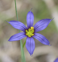 Common Blue-eyed Grass (Sisyrinchium montanum)