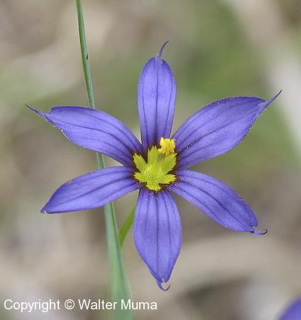 Common Blue-eyed Grass (Sisyrinchium montanum) flower