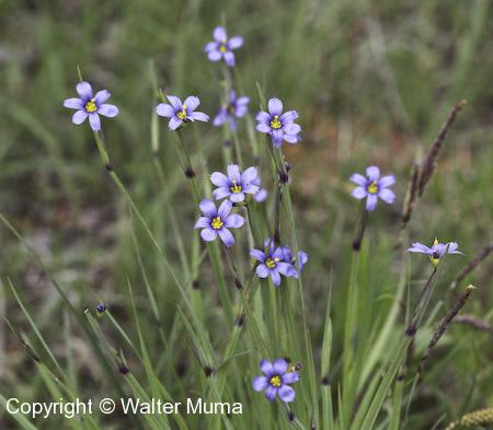 Common Blue-eyed Grass (Sisyrinchium montanum) flowers