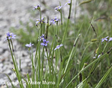 Common Blue-eyed Grass (Sisyrinchium montanum) plants