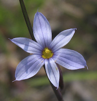 Slender Blue-eyed Grass (Sisyrinchium mucronatum)