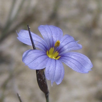 Blue-eyed Grass, Slender (Sisyrinchium mucronatum) flowers