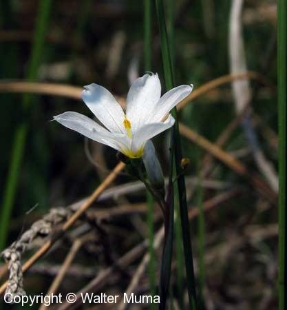 White Blue-eyed Grass (Sisyrinchium albidum)