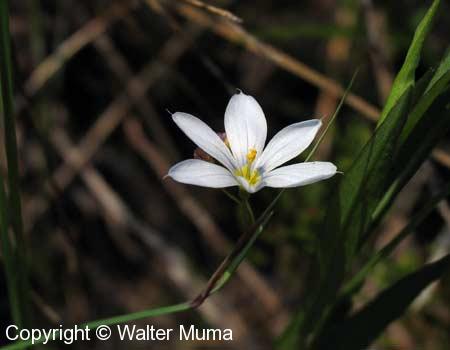 White Blue-eyed Grass (Sisyrinchium albidum)