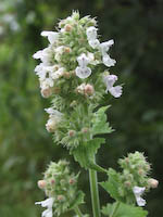 Catnip (Nepeta cataria) flowers