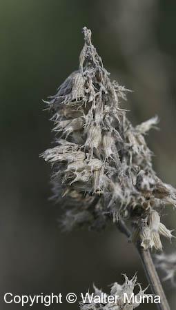Catnip (Nepeta cataria)