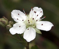 Cinquefoil, Three-toothed (Sibbaldia tridentata) flowers