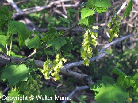Wild Black Currant (Ribes americanum)
