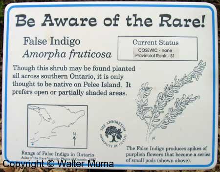 False Indigo (Amorpha fruticosa)