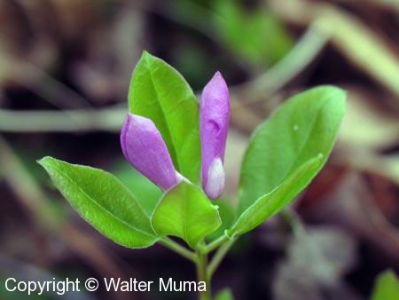 Fringed Polygala (Polygaloides paucifolia) flower buds