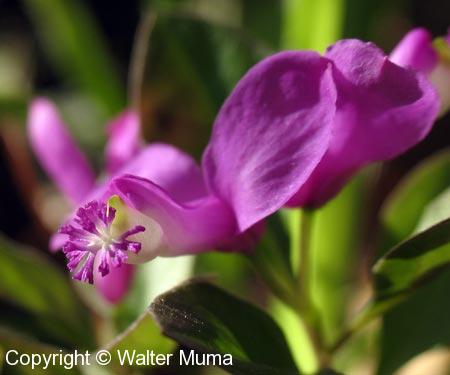 Fringed Polygala (Polygaloides paucifolia) flower