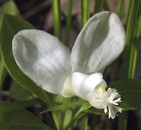 Polygala, Fringed (Polygaloides paucifolia) flowers
